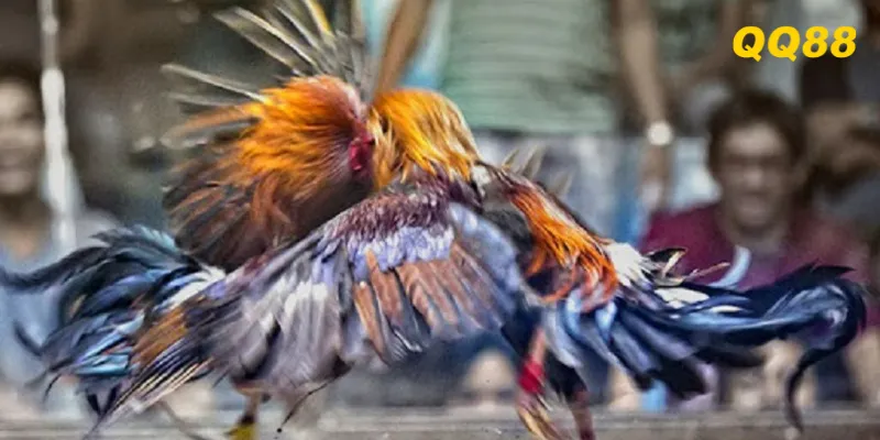 Sơ lược về đá gà QQ88 cho người mới tham gia